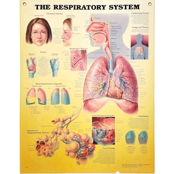 Other - 1999 Respiratory System Anatomical Chart Laminated Poster Medical Hospital GstRm